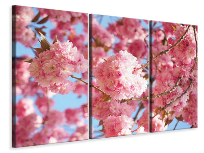 3-piece-canvas-print-beautiful-cherry-blossoms