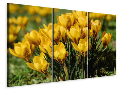 3-piece-canvas-print-crocuses-in-spring