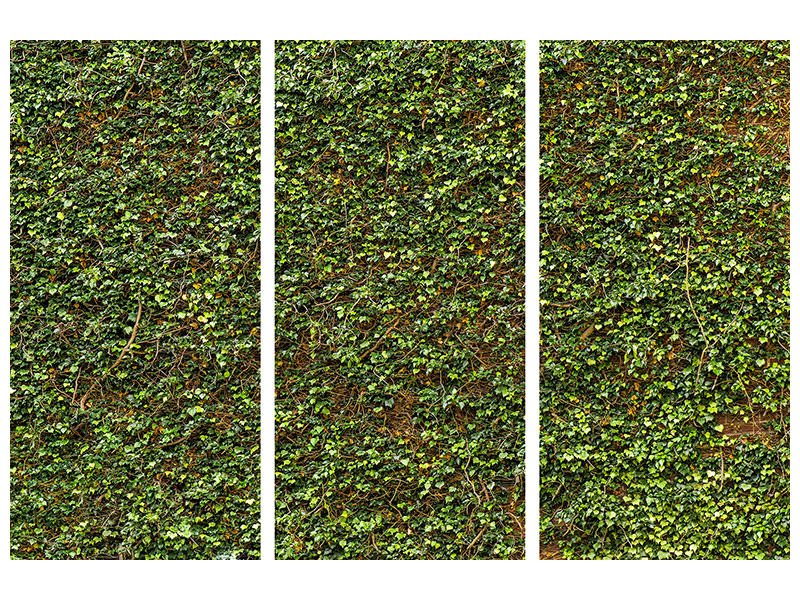 3-piece-canvas-print-green-ivy-leaves-wall