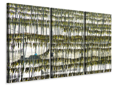3-piece-canvas-print-harvesting-kelp
