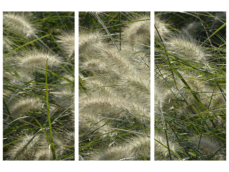 3-piece-canvas-print-ornamental-grass-in-the-wind