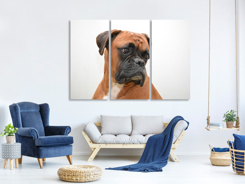 3-piece-canvas-print-typical-boxer