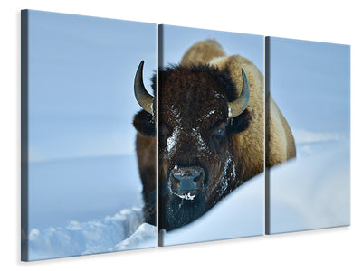 3-piece-canvas-print-winter-bison