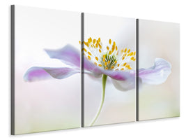 3-piece-canvas-print-wood-anemone