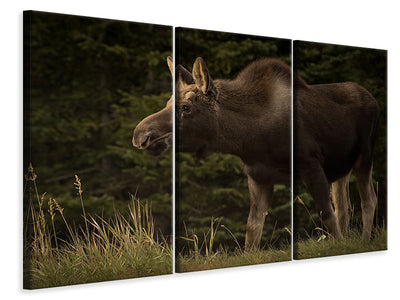 3-piece-canvas-print-young-moose-on-the-loose