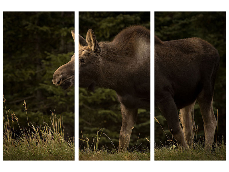 3-piece-canvas-print-young-moose-on-the-loose