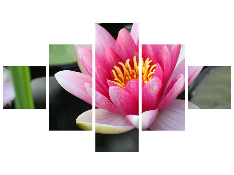 5-piece-canvas-print-the-water-lily-in-pink