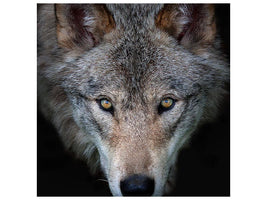 canvas-print-all-the-better-to-see-you-timber-wolf-x