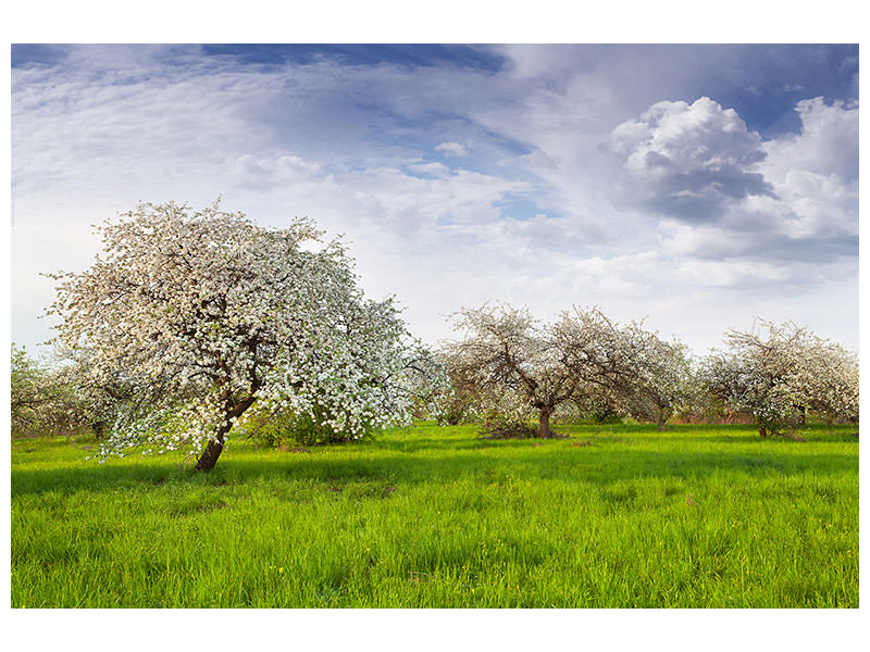canvas-print-apple-tree-garden