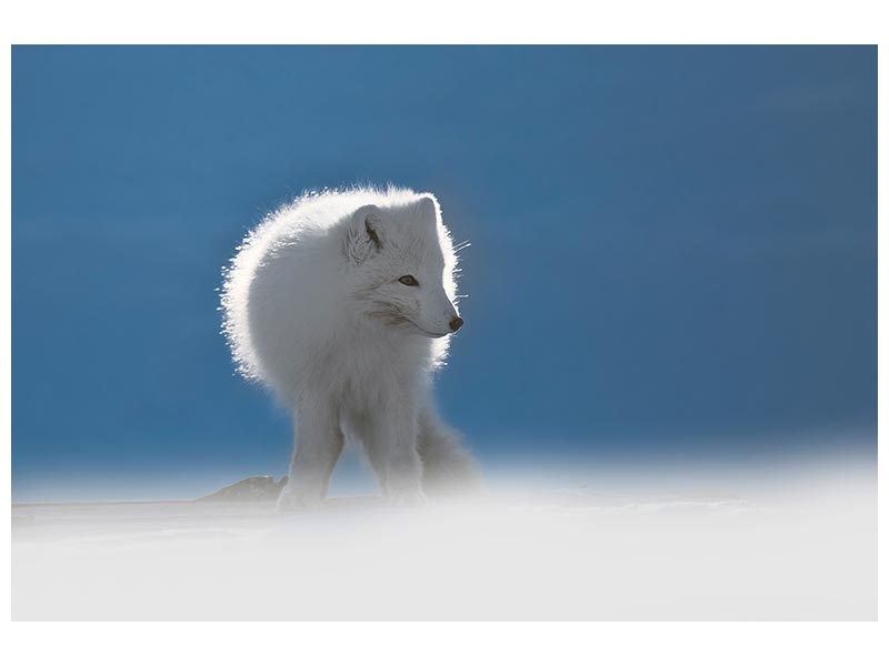 canvas-print-arctic-fox-x