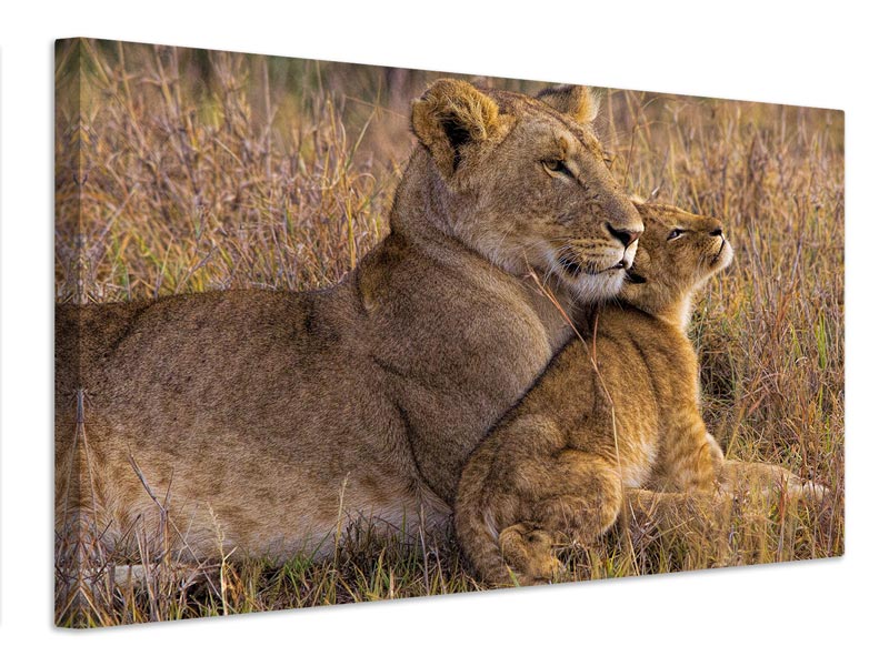canvas-print-baby-lion-with-mother-x