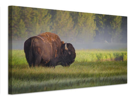 canvas-print-bison-in-morning-light-x