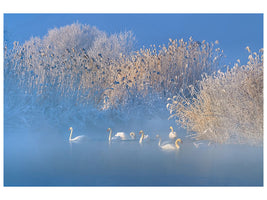 canvas-print-blue-swan-lake