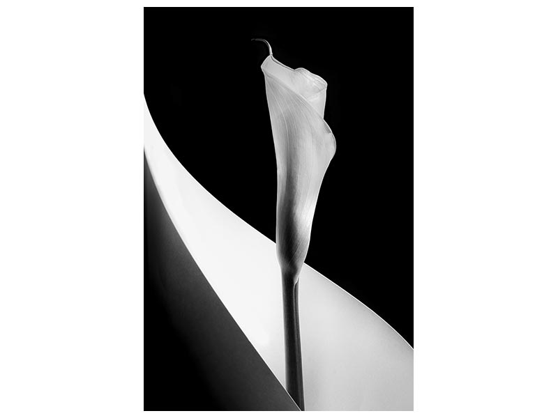 canvas-print-calla-lily-xoq