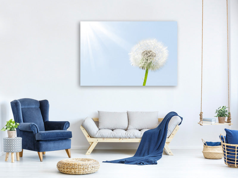 canvas-print-dandelion-in-sunbeam
