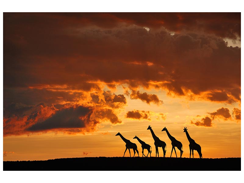 canvas-print-five-giraffes-x
