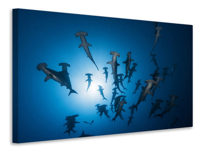 canvas-print-hammerhead-shark-underwater-photography