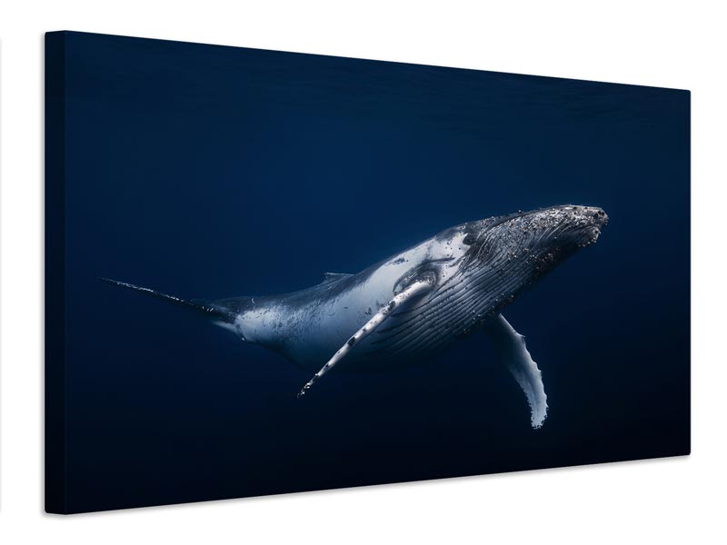 Canvas print Humpback Whale In Blue