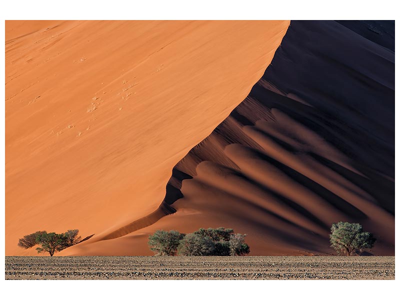 canvas-print-life-in-the-desert-x