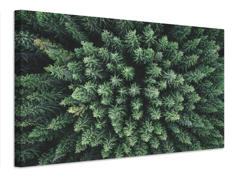 canvas-print-moody-forest-from-above-x