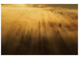 canvas-print-morning-in-the-forest-xil