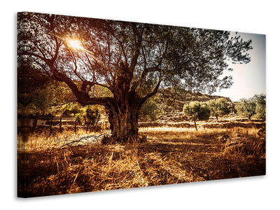 canvas-print-olive-grove