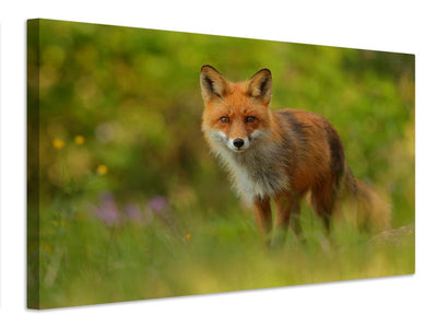 canvas-print-red-fox-lady-x
