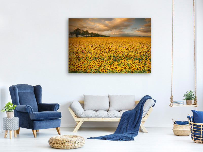 canvas-print-sunflowers