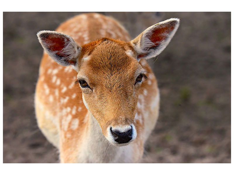 canvas-print-the-fallow-deer