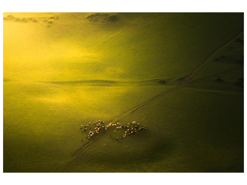 canvas-print-the-sheep-in-the-green-land-x
