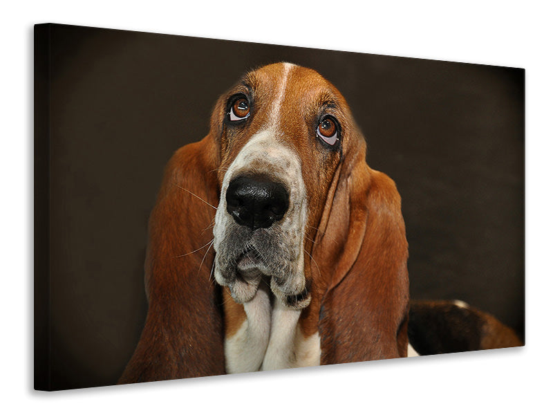 canvas-print-typical-basset