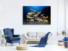 canvas-print-underwater-photography-indian-ocean-sweetlips