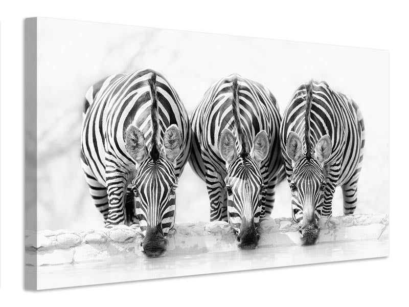 canvas-print-zebras-xbj