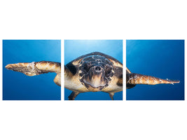 panoramic-3-piece-canvas-print-face-to-face-with-a-hawksbill-sea-turtle