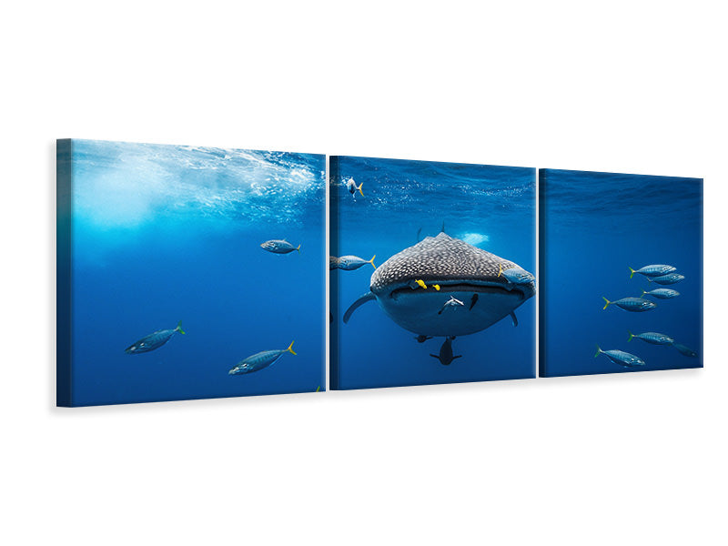 panoramic-3-piece-canvas-print-whale-shark-escorted-by-a-school-of-bonito