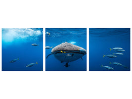 panoramic-3-piece-canvas-print-whale-shark-escorted-by-a-school-of-bonito