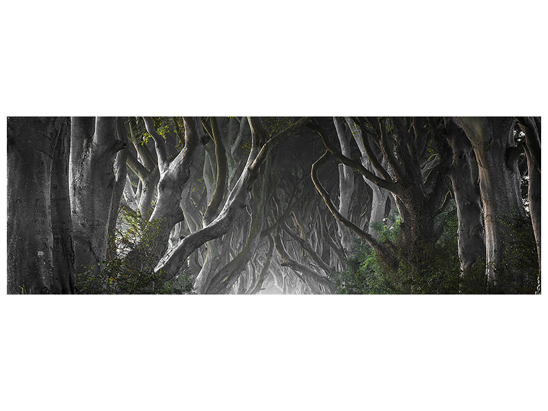 panoramic-canvas-print-dark-hedges