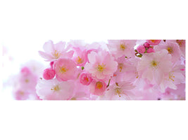 panoramic-canvas-print-japanese-cherry-blossom-xl