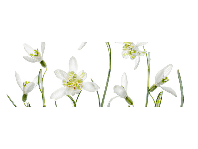 panoramic-canvas-print-spring-snowdrops