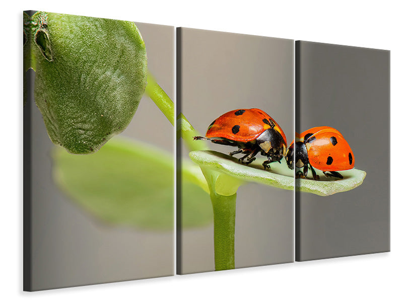 3-piece-canvas-print-2-ladybirds