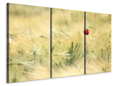 3-piece-canvas-print-a-poppy