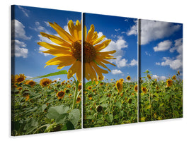 3-piece-canvas-print-a-sunflower-among-many