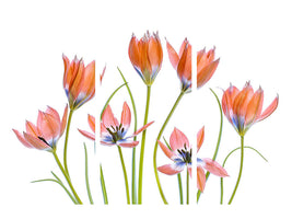 3-piece-canvas-print-apricot-tulips