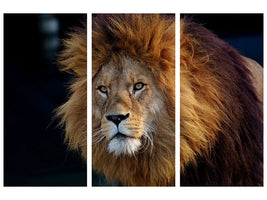 3-piece-canvas-print-attention-lion