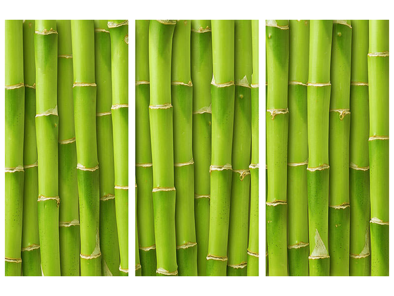 3-piece-canvas-print-bamboo-wall