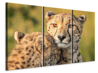 3-piece-canvas-print-cheetah-eyes