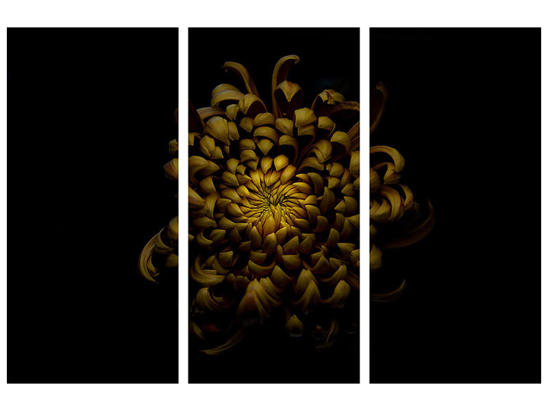 3-piece-canvas-print-chrysanthemum