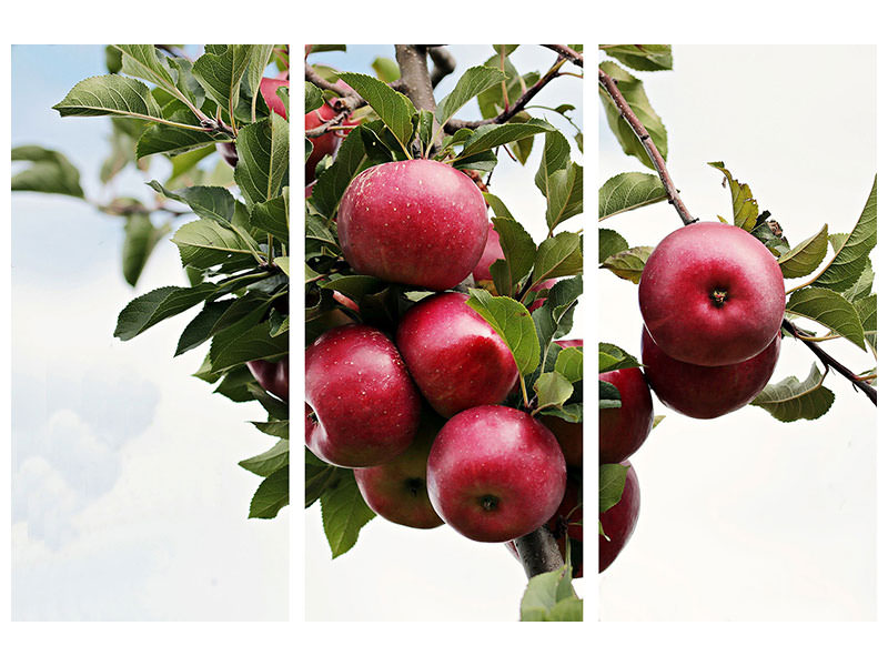 3-piece-canvas-print-close-up-apple-tree