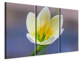 3-piece-canvas-print-close-up-yellow-blossom