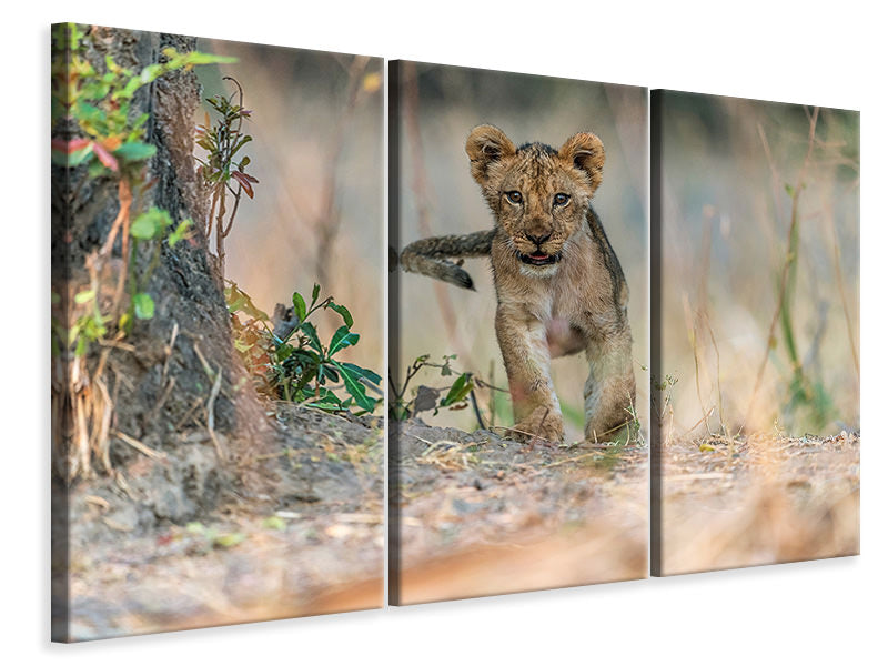 3-piece-canvas-print-cub-south-luangwa